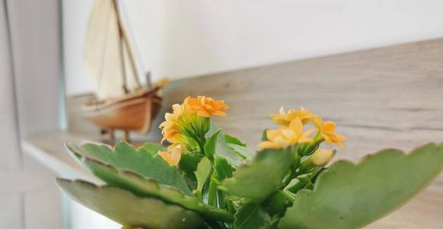 Studio apartment Glorijeta – Sea View, 25 m from Sea