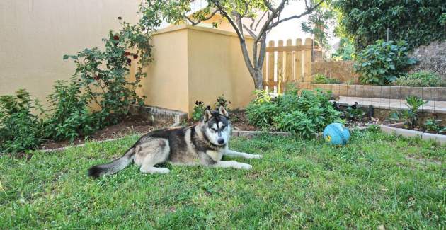 Top Apartment 2 – Pet- and Wheelchair-frendly