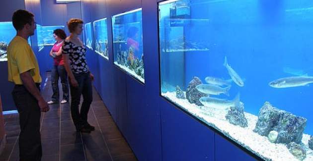 Apartman Gorica 1 br.1 – s bazenom, 200 m od plaže